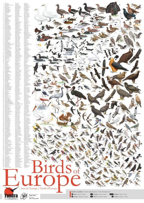 Aves20de20Europa.jpg