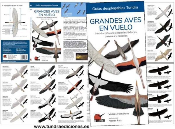 Grandes_aves_vuelo.jpg