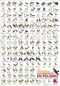 Aves amenazadas, vulnerables y en peligro de la Península Ibérica, Canarias y Baleares (Póster - DESCARGA GRATIS)