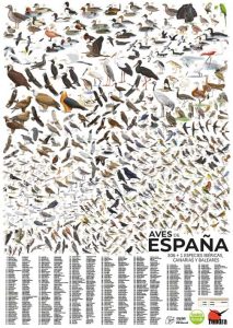 Aves de España (póster). 306-1 especies ibéricas, canarias y baleares (Envío por mensajería incluido)