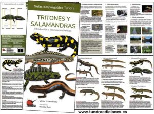 Tritonesysalamandras.jpg