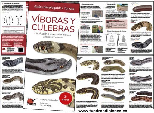 Viborasyculebras2ED.jpg Viborasyculebras2ED.jpg