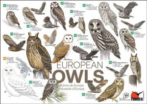 European Owls / Búhos de Europa / Mussols d Europa (póster)