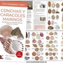 conchas2tw.jpg