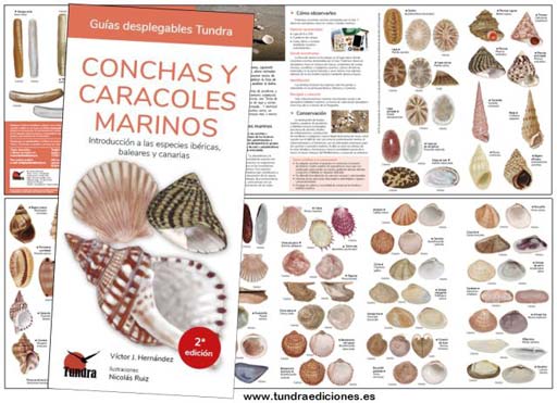 conchas2tw.jpg conchas2tw.jpg