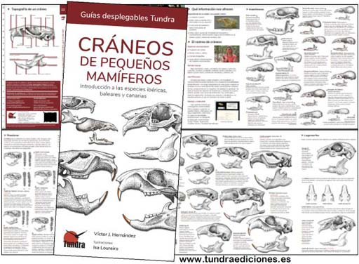 craneos_mamiferos.jpg craneos_mamiferos.jpg