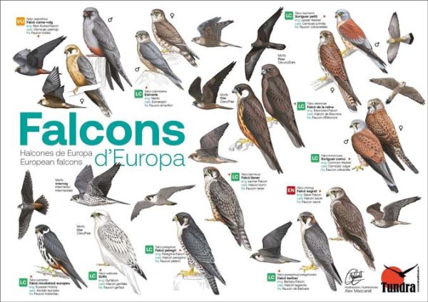 halcones_europa1.jpg