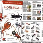 hormigas.jpg