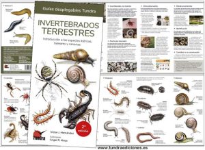 invertebradosterrestres2.jpg